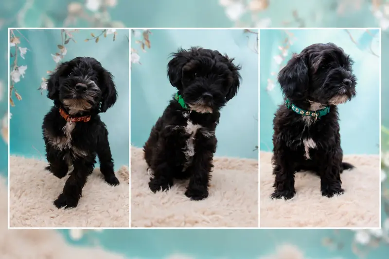 Tibet-Doodle F1, liebevoll aufgezogen aus familiärer Vereinszucht, untersuchte Eltern! – Szczeniak rasy Tibet Terrier