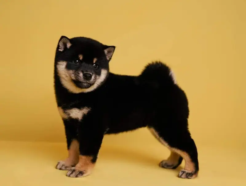 Dr. Wolf Mieko Mika of Kensho
