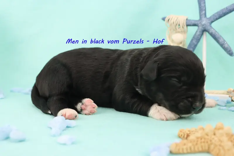 Men in black 