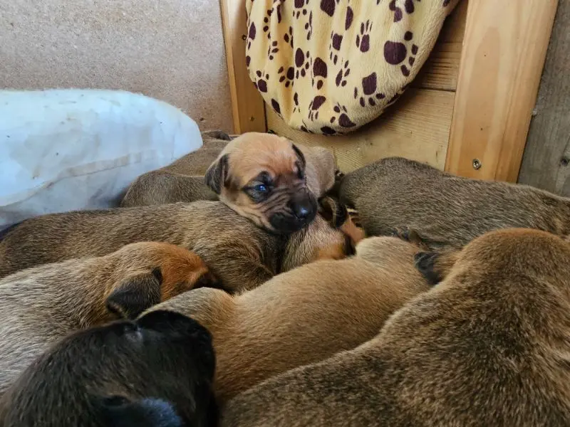 Zdjęcie miotu: Puppy