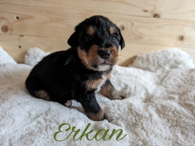 Erkan