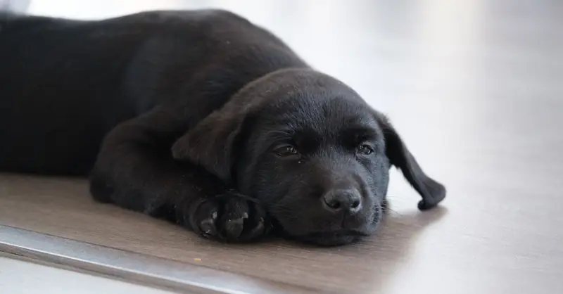 How Often to Deworm a Dog: Schedules & Methods