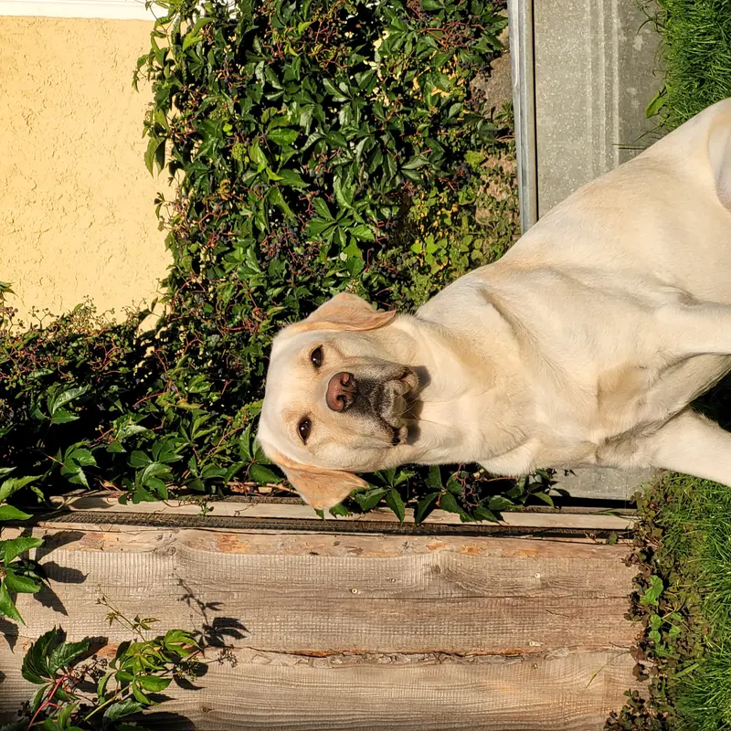 Hildie von der Gandenitzer Heide 