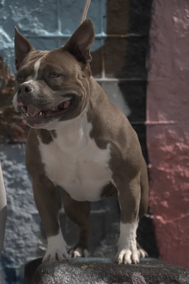 RBKZ´s Destiny of Bulldozer Kennel
