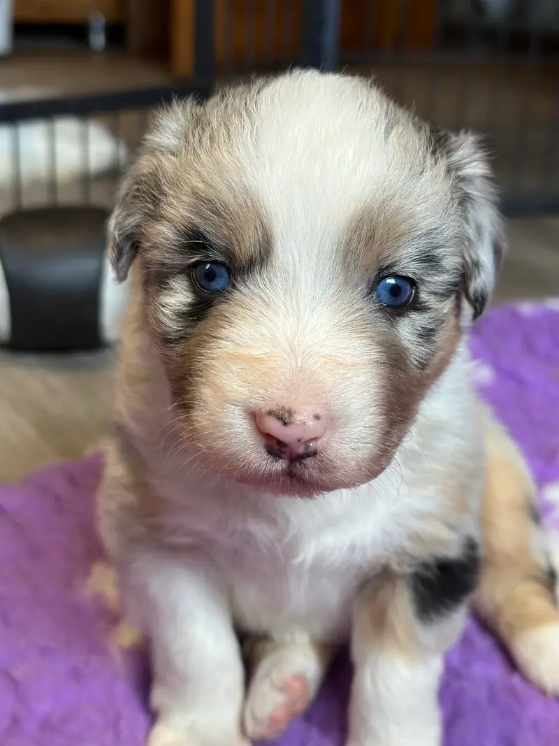 Litter photo: Puppy