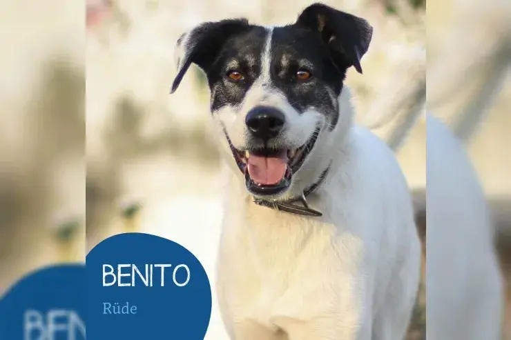 Benito main gallery image