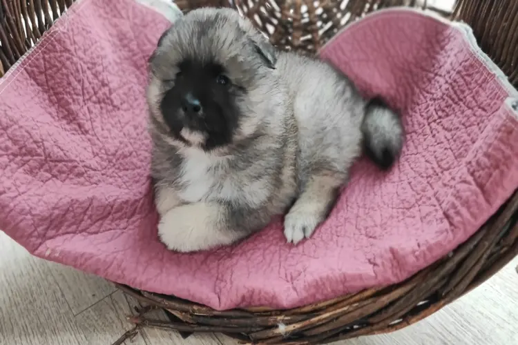 Juno