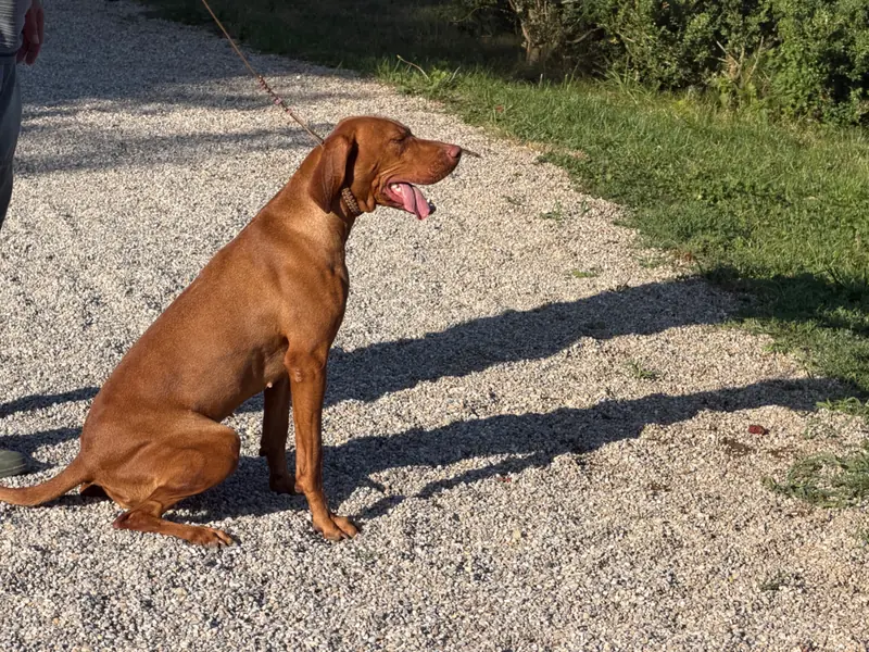 Hét Arany Vizsla Hajnalka