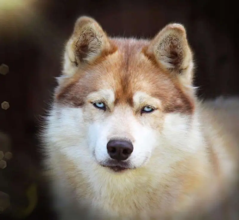 "Inuki" of Snow Wolf Valley