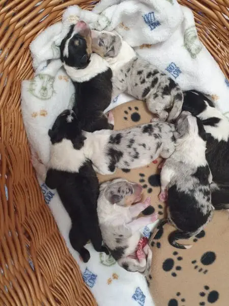 Foto af kuldet: Puppy
