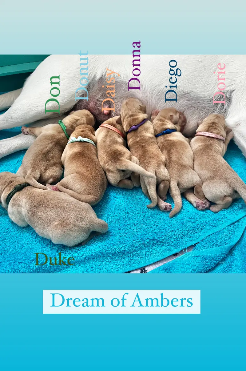 Dream of Ambers Diego
