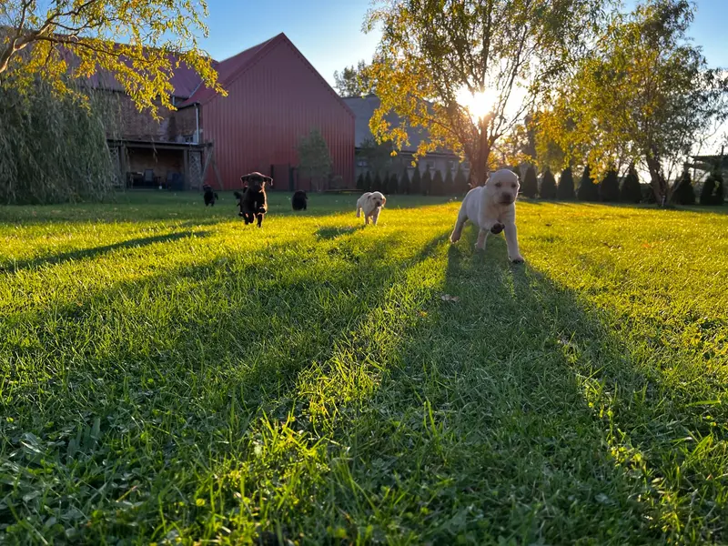 Labrador mit Herz u Verstand main gallery image