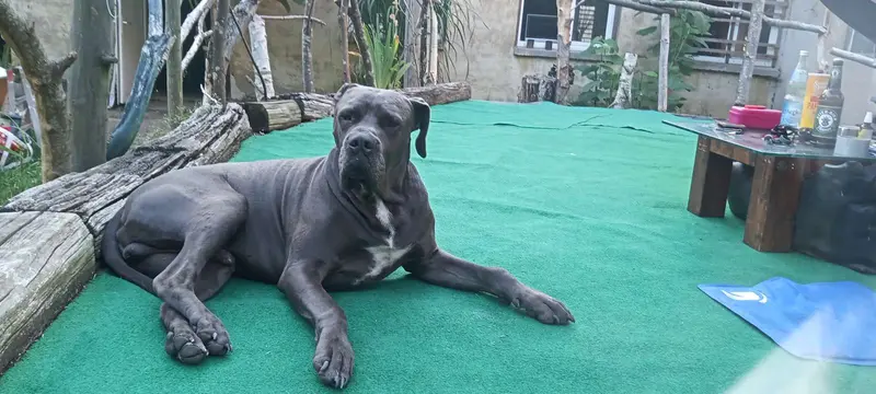 Attila 