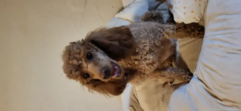 Isabo