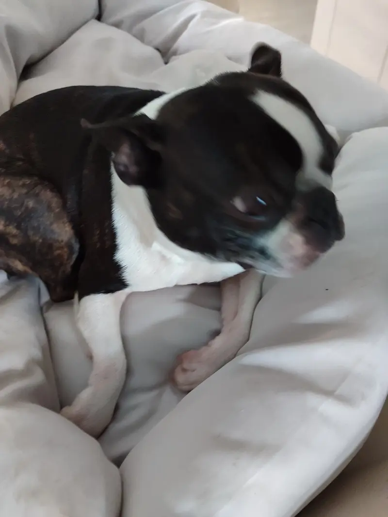 Piper 