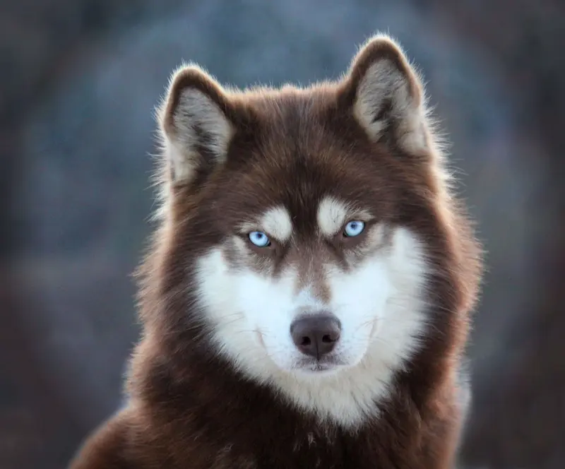 "Cowboy" Old Shatterhand of Snow Wolf Valley