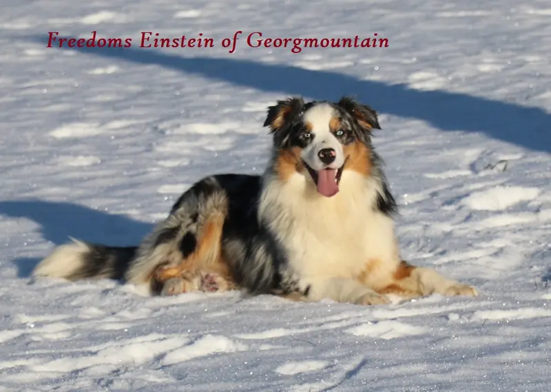 Freedoms Einstein of Georgmountain