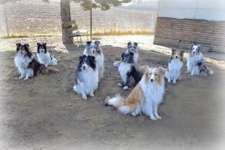 Highland‘s Australian Shepherds main gallery image
