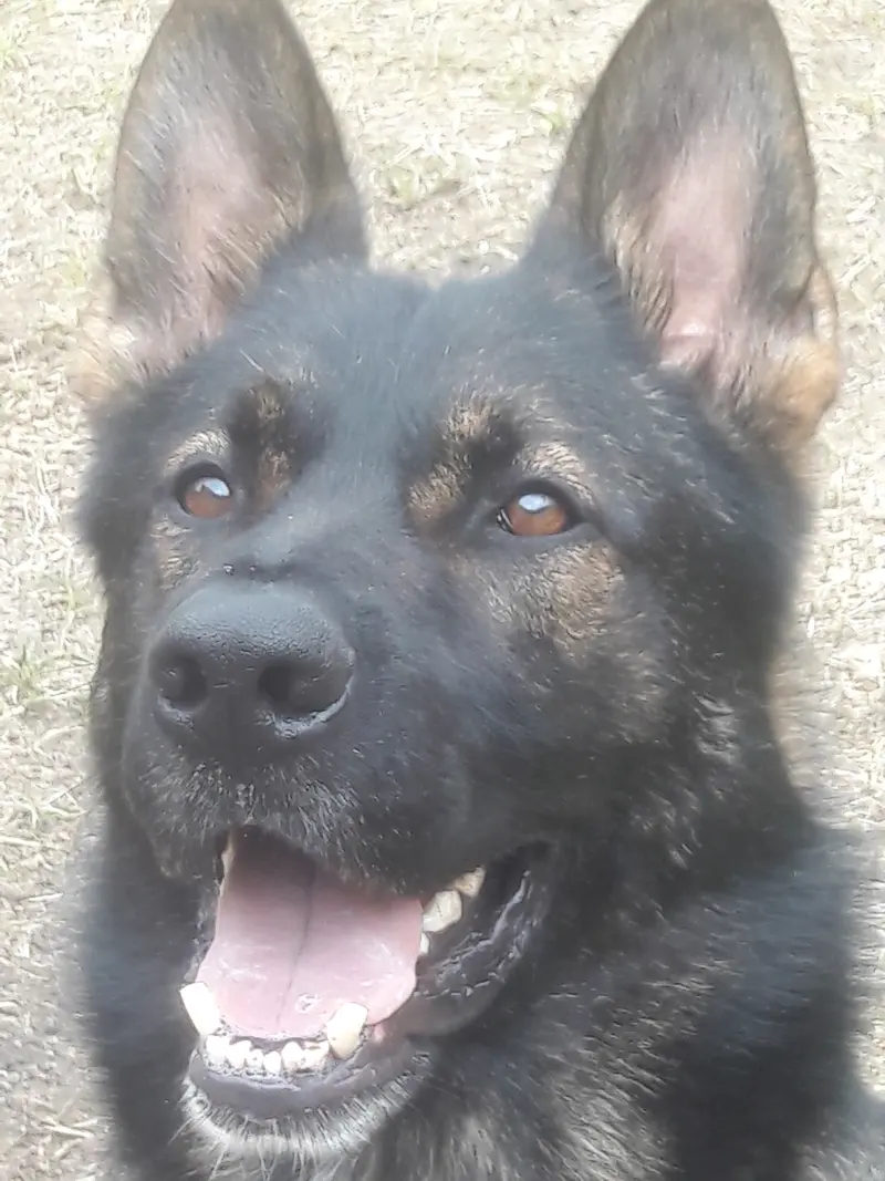 Isko von der Friesenklippe