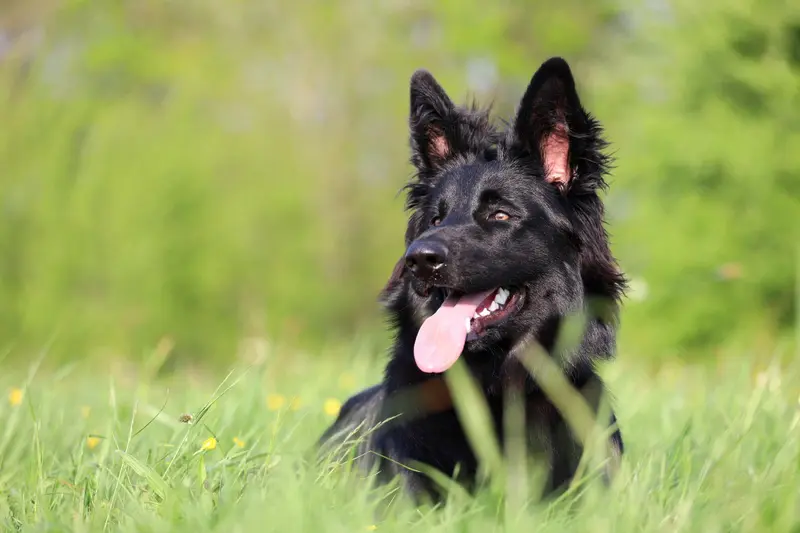 Altdeutsche Schäferhunde vom Kreuzkamp main gallery image