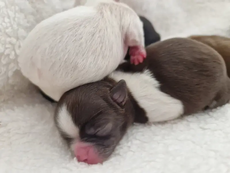 Foto van het nest: Puppy