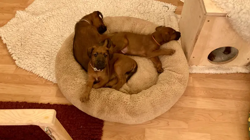 Zdjęcie miotu: Puppy