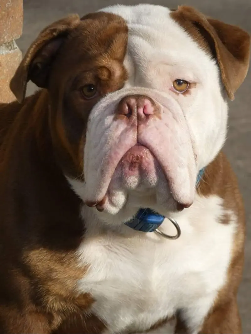 Angelic Power Bulldogs Chicago 