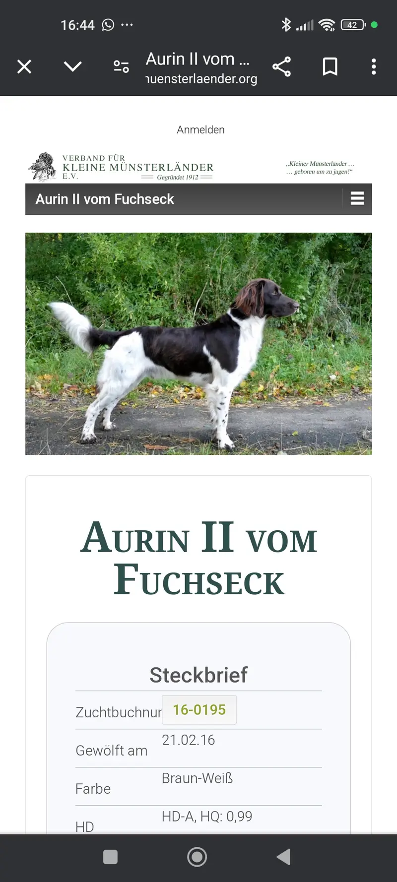 Aurin ll vom Fuchseck 