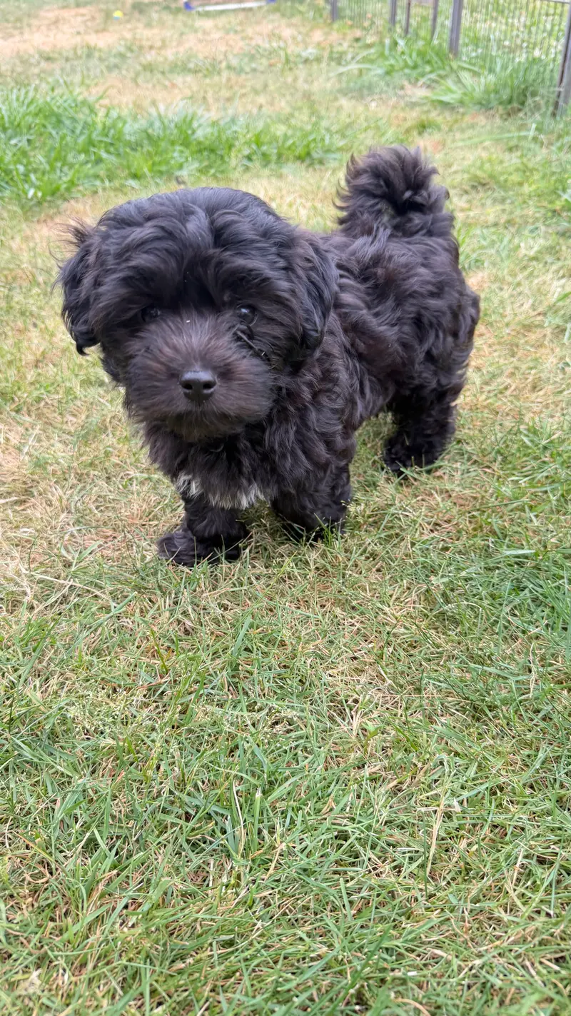 Watson