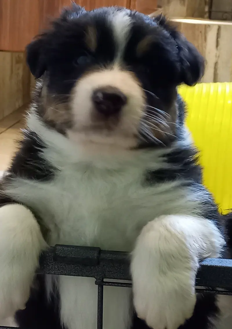 Ilja