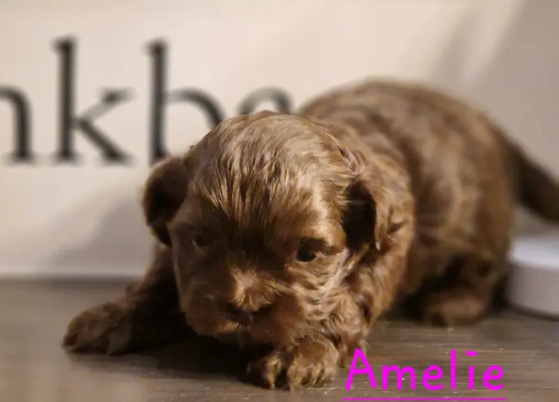 Amelie
