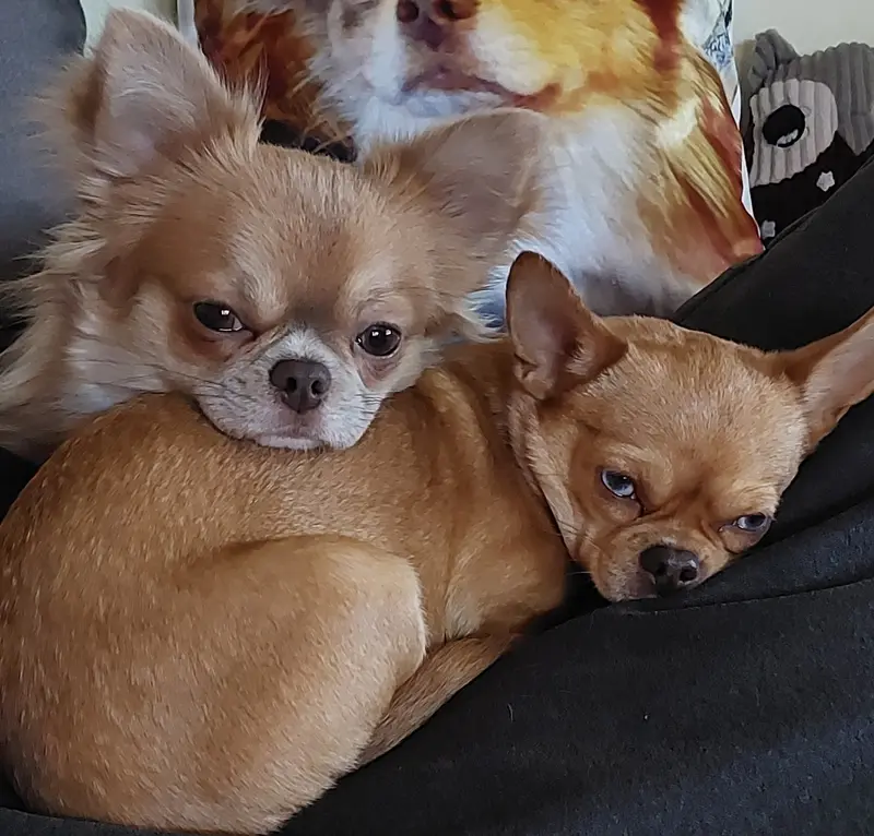 Foto de la camada: Puppy