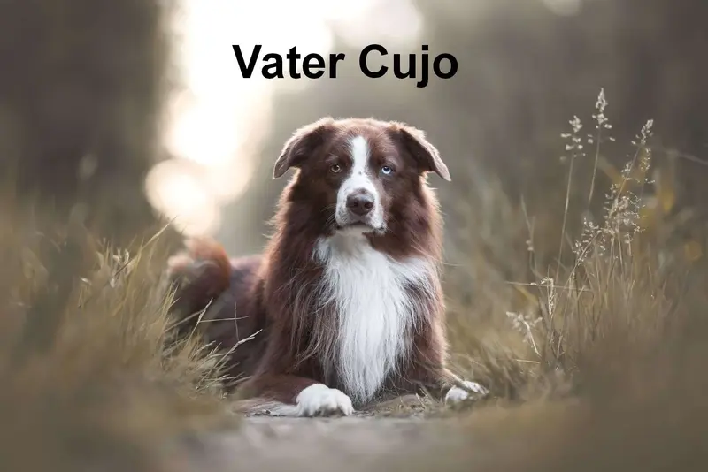 Sunset LTD Cujo