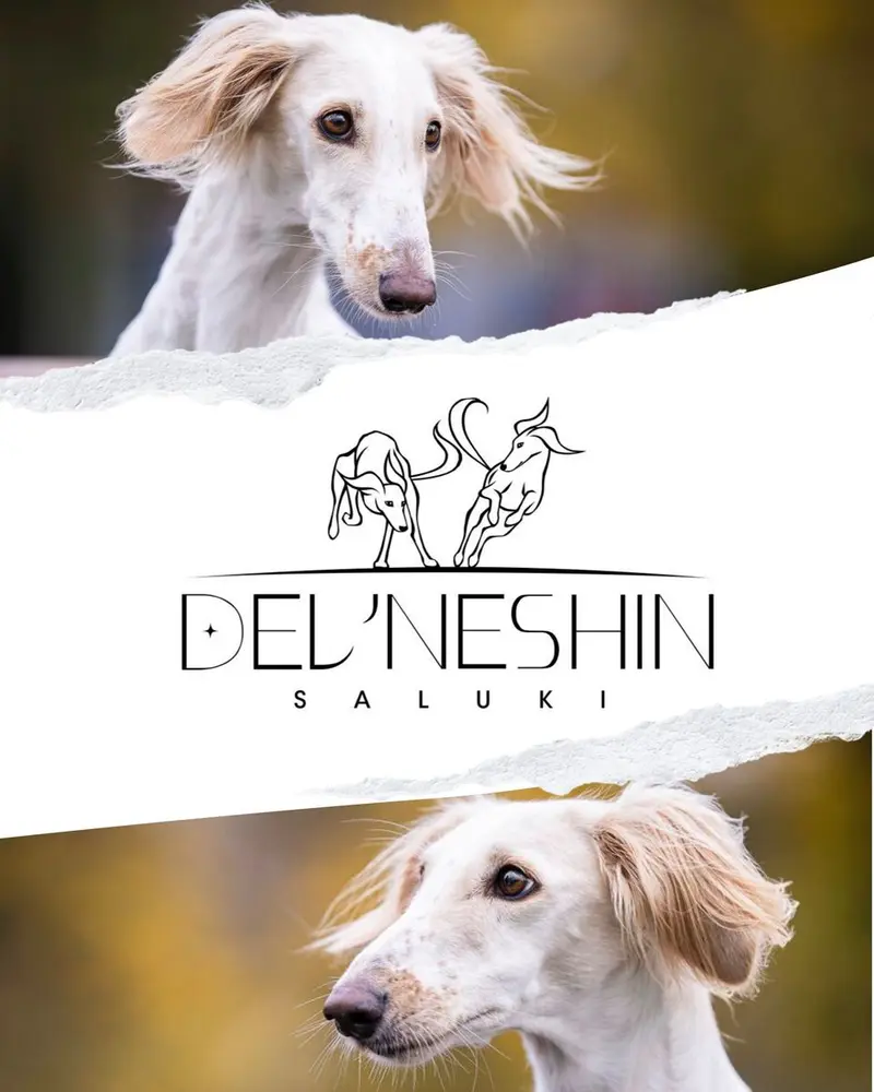 Saluki, persischer Windhund, Wurfankündigung main gallery image