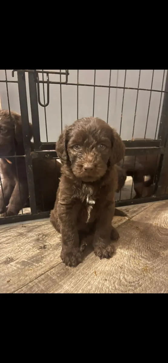 Labradoodle F1 Schokobraun main gallery image