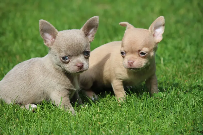 Chihuahuas vom Waldsee main gallery image
