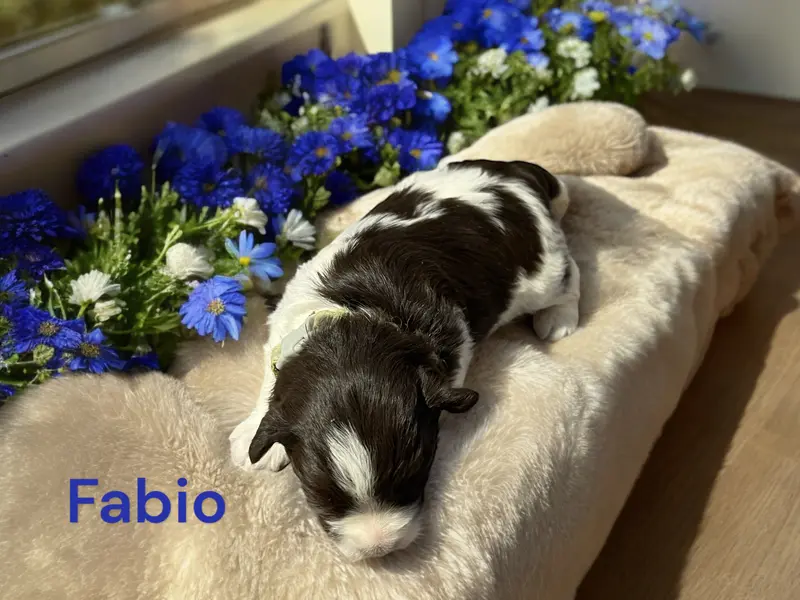 Fabio