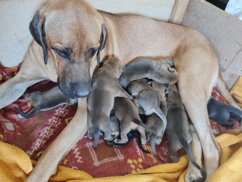 Zdjęcie miotu: Puppy