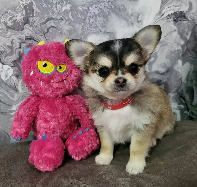 Chihuahua Welpen, ein echter Hingucker, Vereinszucht – štěně Chihuahua