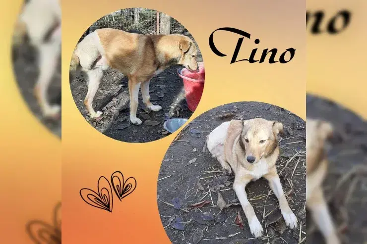 TINO - Dreibein main gallery image