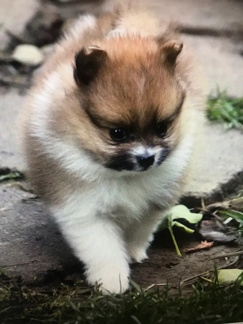 Grisu