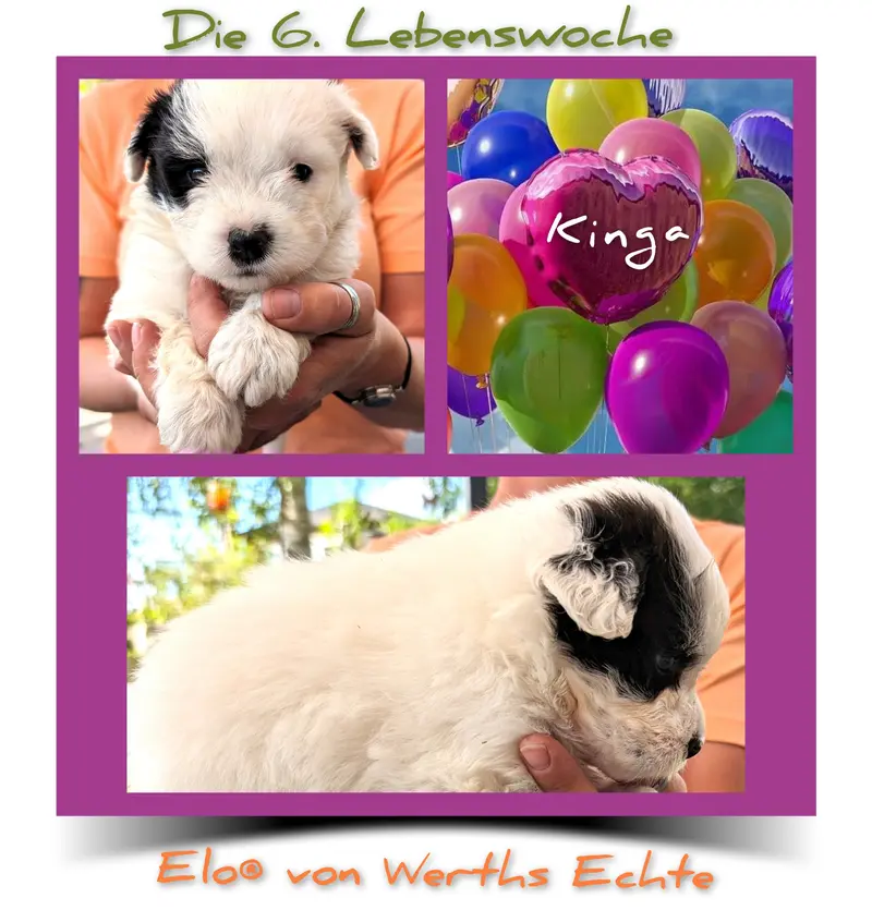 Kinga