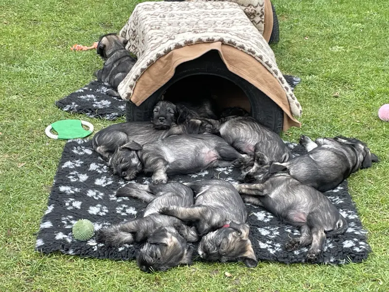 Past Litters