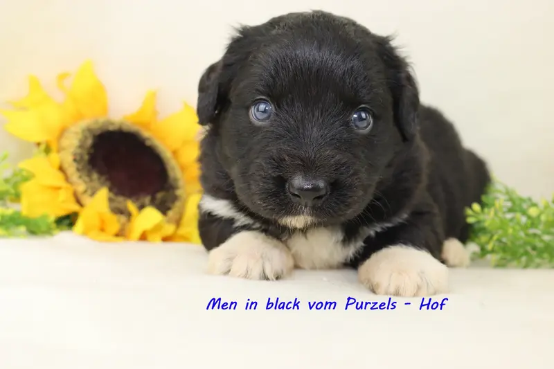 Men in black 
