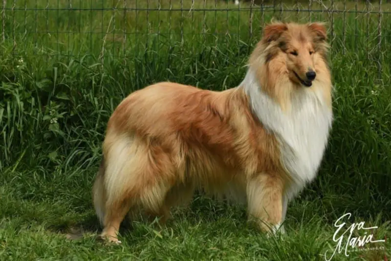 Earl of Sussex von der Ischlerbahn