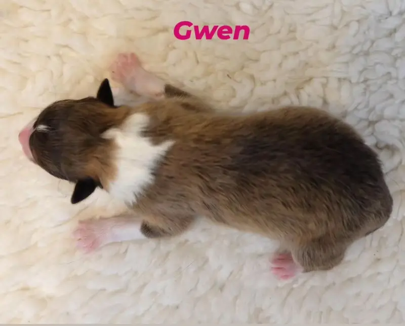 Gwen von der Brettachwiese