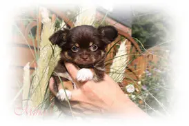 Mylady Elaine of chihuahua-princess
