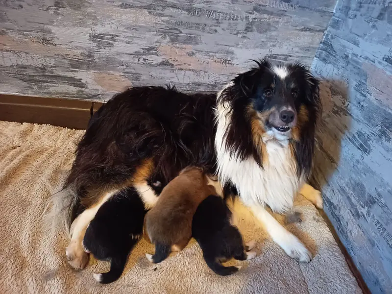 Štěně Shetland Sheepdog