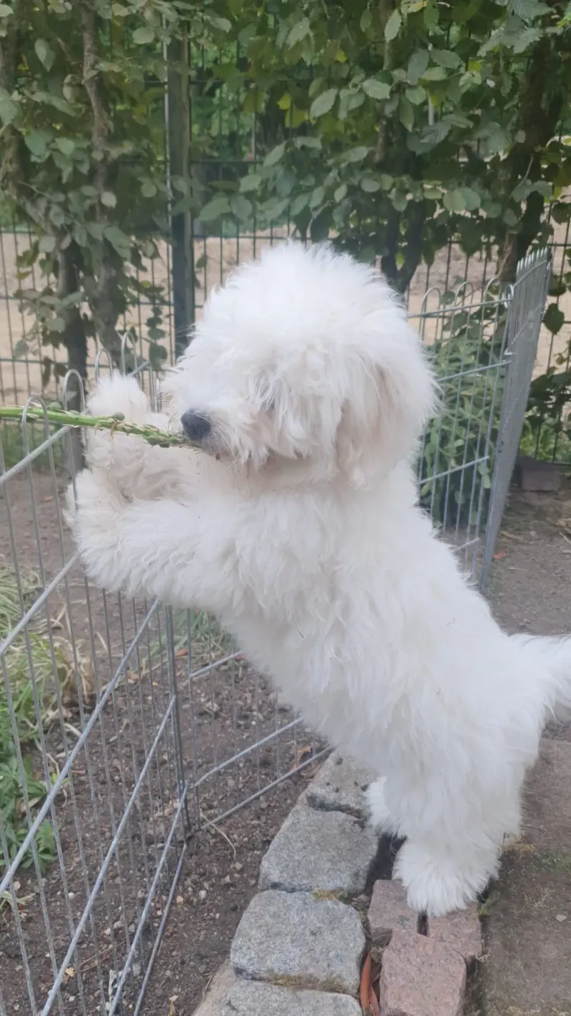 Oleander the sweetest coton 