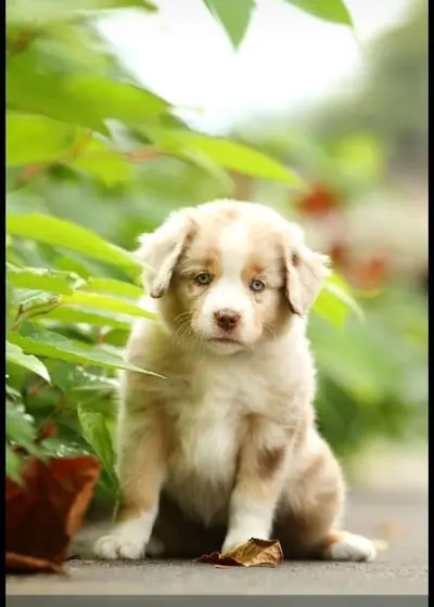 Clover